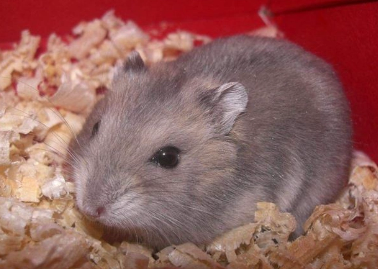 倉鼠降溫方法 倉鼠降溫方法