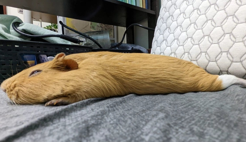 寵物鼠清潔方法