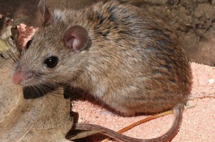 銀狐鼠馴養 銀狐鼠馴養