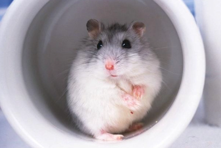 倉鼠品種分辨