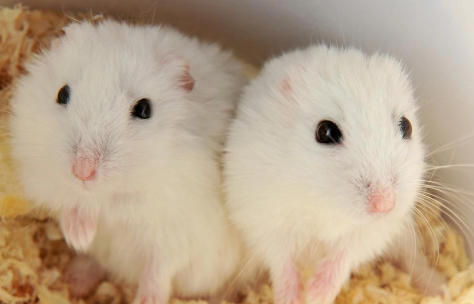 倉鼠零食推薦 倉鼠零食推薦