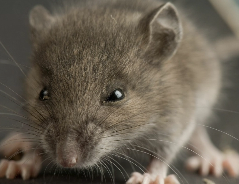 銀狐鼠咬人處理 銀狐鼠咬人處理