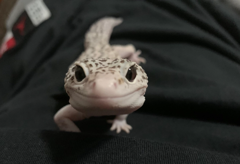 肥尾守宮成長緩慢