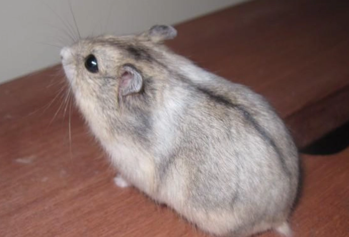 倉鼠體型比較 倉鼠體型比較