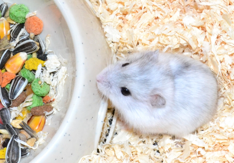 倉鼠飲食禁忌 倉鼠飲食禁忌