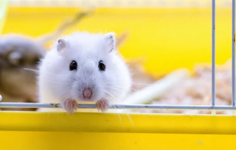 倉鼠行為 倉鼠行為