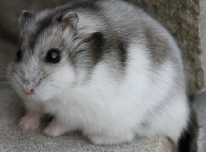 寵物鼠飼養 寵物鼠飼養