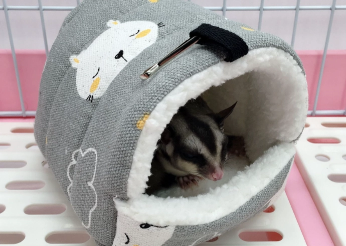 倉鼠布窩全攻略：打造五星級鼠窩的材質、安全與佈置秘訣