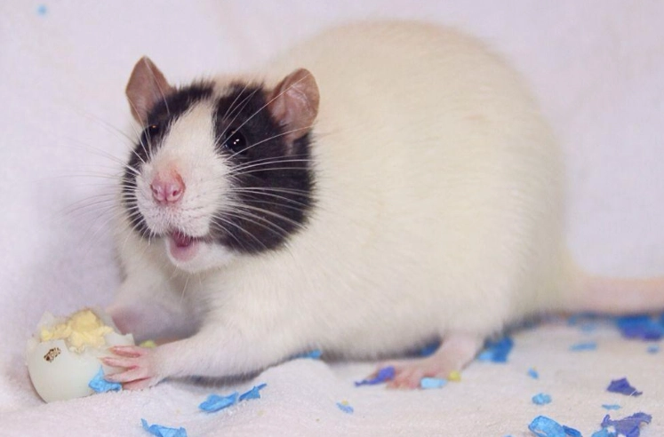 寵物鼠 飲食