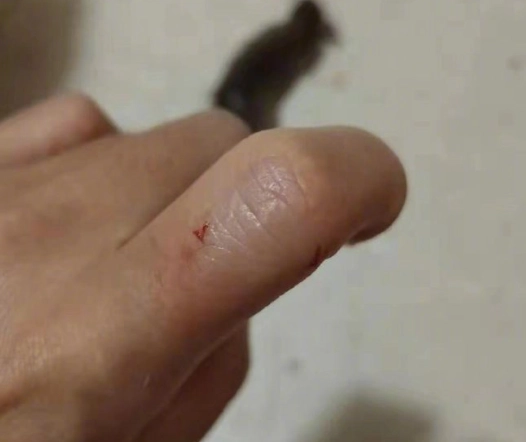 銀狐鼠馴養 銀狐鼠馴養