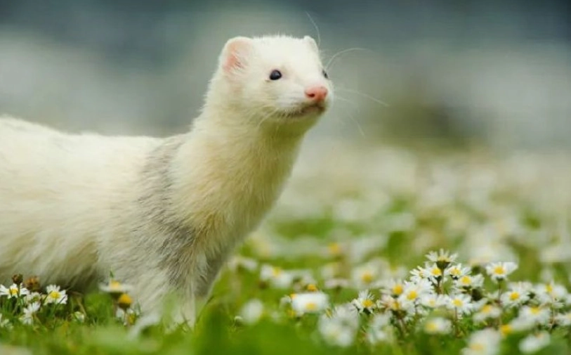 銀狐鼠咬人原因 銀狐鼠咬人原因