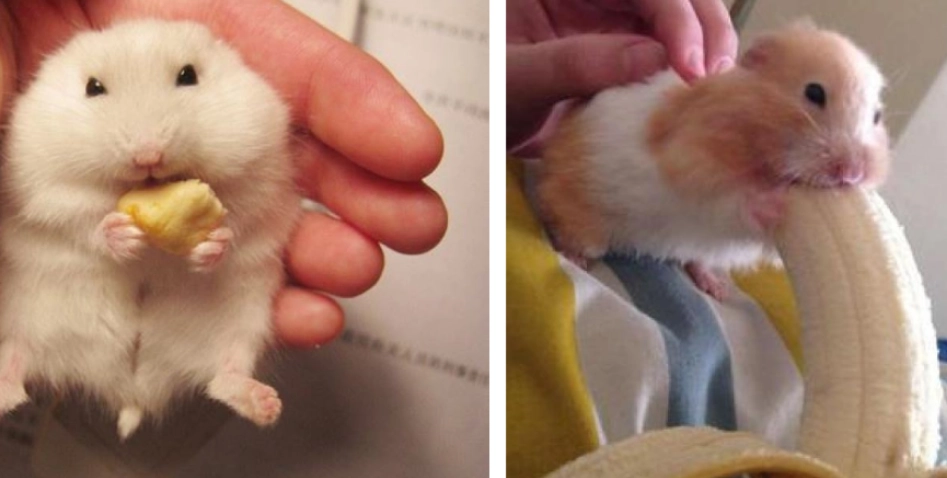 倉鼠飲食禁忌