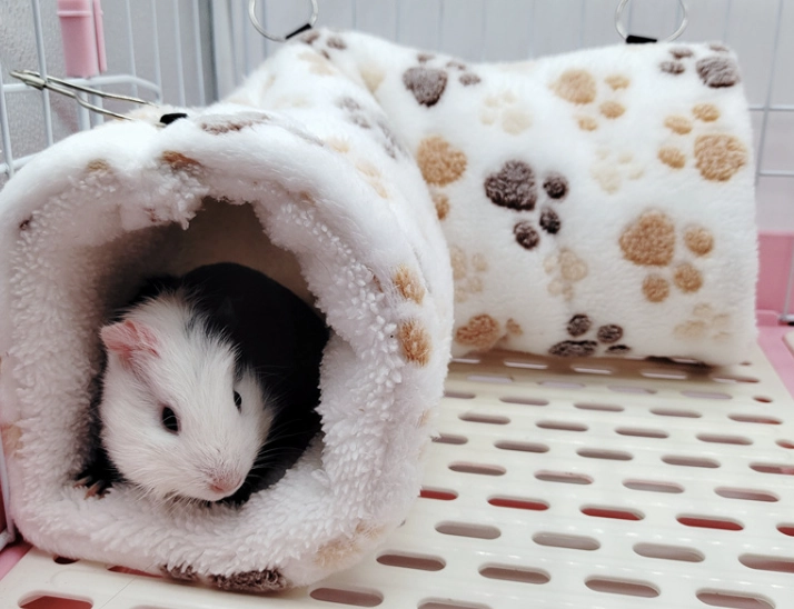 倉鼠冬天照顧 倉鼠冬天照顧