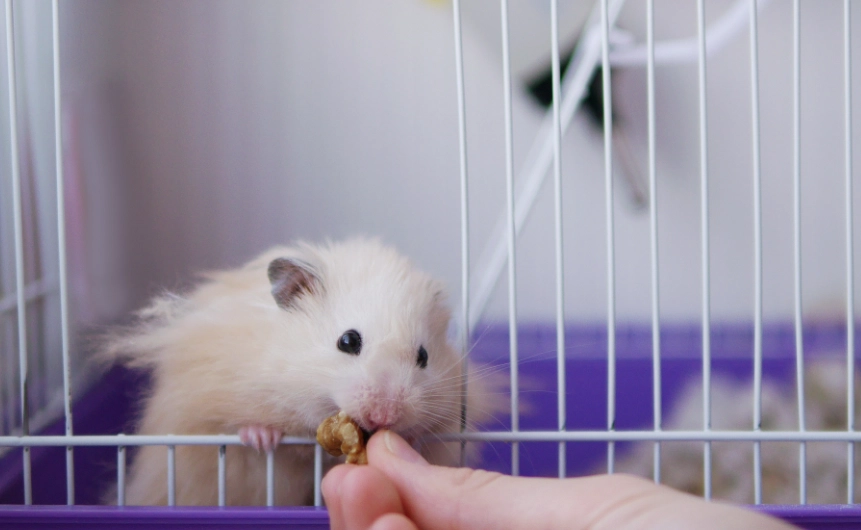 如何讓倉鼠信任你 如何讓倉鼠信任你