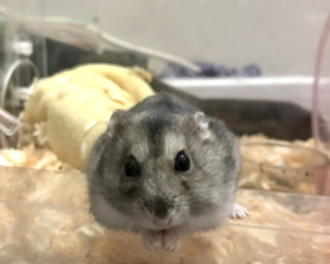 倉鼠體型比較 倉鼠體型比較