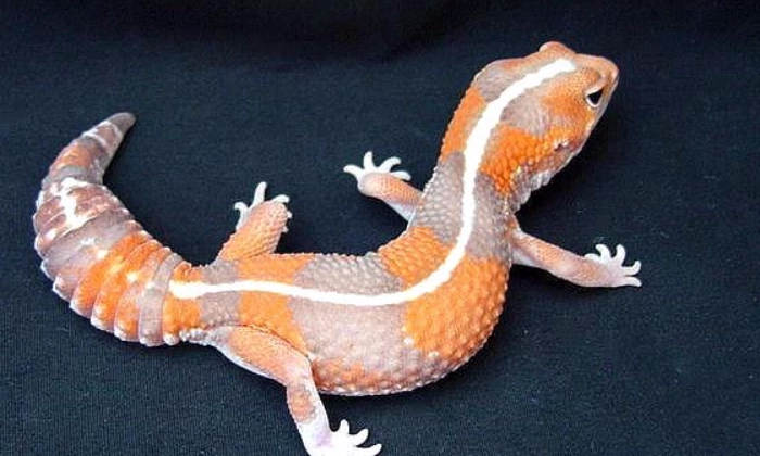 肥尾守宮長不大