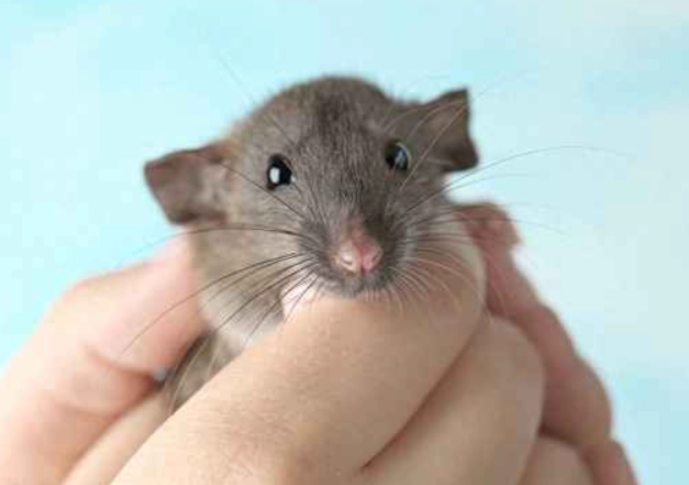 銀狐鼠咬人處理 銀狐鼠咬人處理