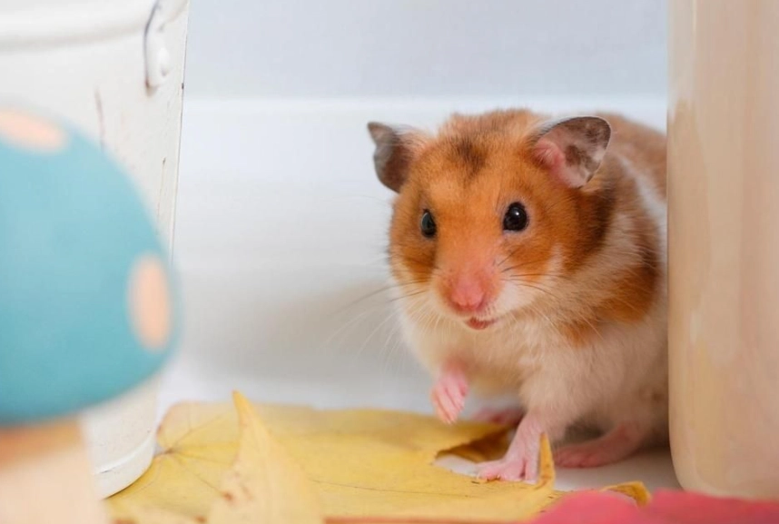 倉鼠營養糊怎麼做