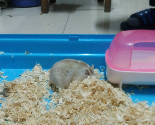 倉鼠沙浴