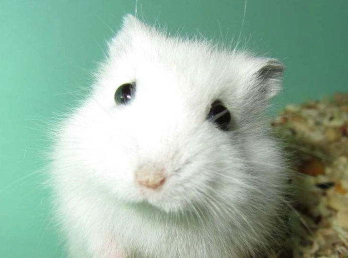 銀狐鼠咬人處理 銀狐鼠咬人處理