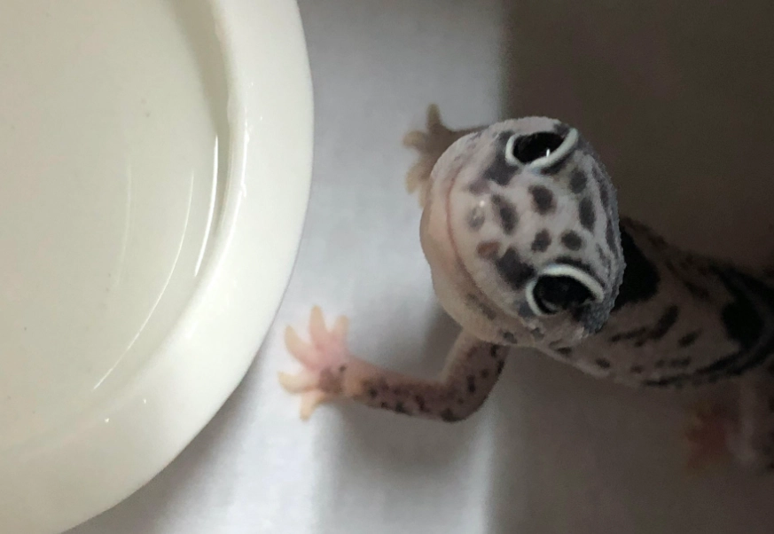 肥尾守宮成長緩慢