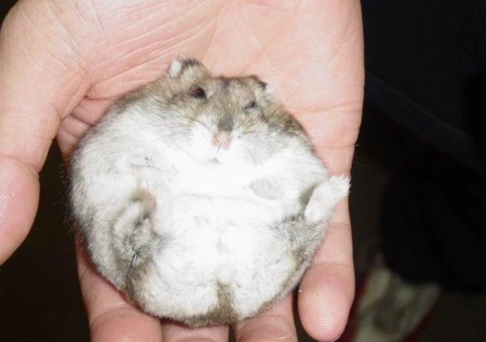 一線鼠三線鼠差異