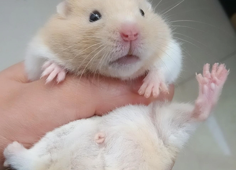 倉鼠飲食禁忌 倉鼠飲食禁忌