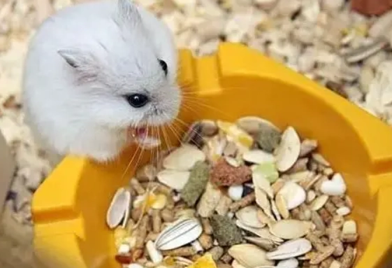 倉鼠飲食禁忌 倉鼠飲食禁忌