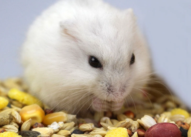 倉鼠營養糊多久吃一次