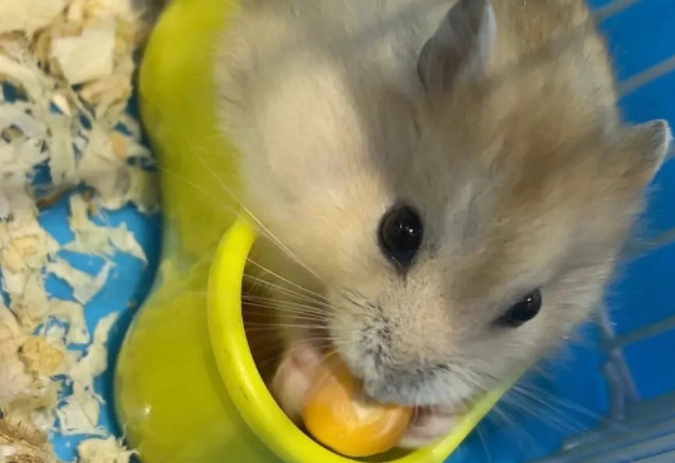 獸醫親解：倉鼠可以吃荔枝嗎？安全餵食指南與風險全解析