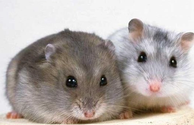 一線鼠跟三線鼠怎麼分