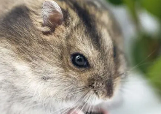 倉鼠品種分辨