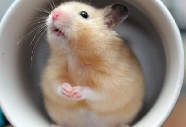 倉鼠討厭你的表現