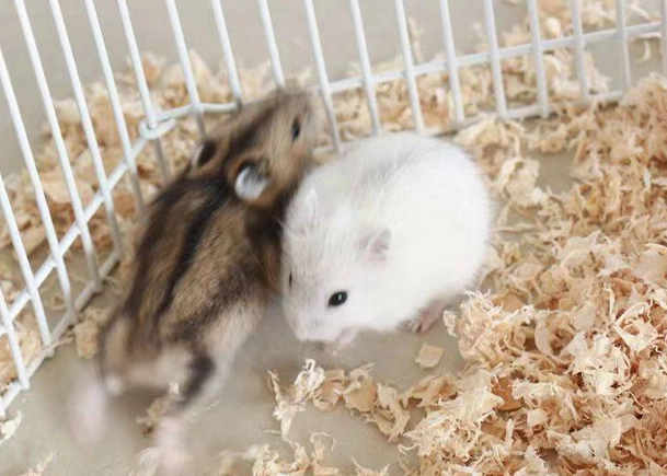 倉鼠品種比較
