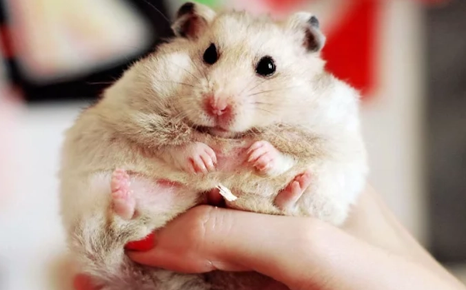 倉鼠信任你的表現