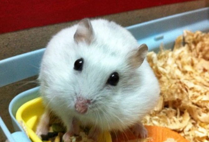 銀狐鼠咬人原因 銀狐鼠咬人原因