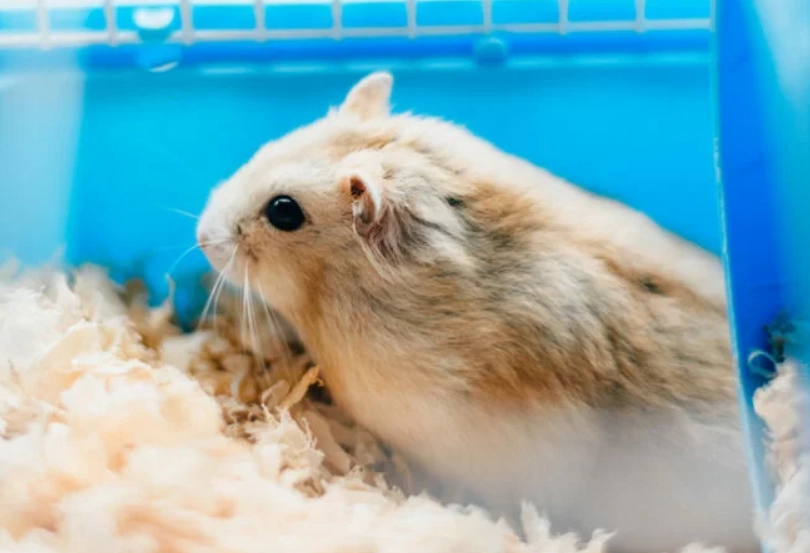 如何讓倉鼠信任你 如何讓倉鼠信任你