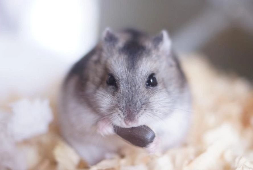 倉鼠花生 倉鼠花生