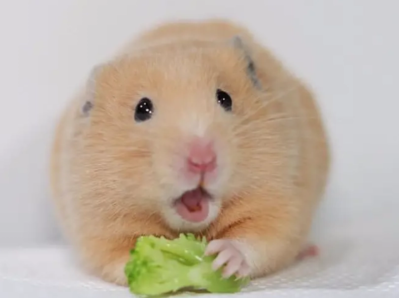 倉鼠零食推薦 倉鼠零食推薦