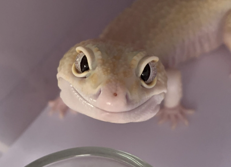 守宮睡覺會閉眼嗎