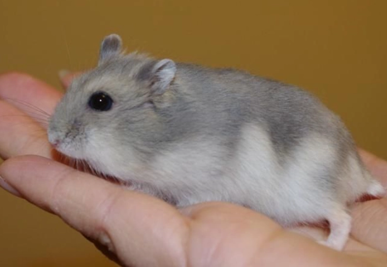 寵物鼠飼養 寵物鼠飼養