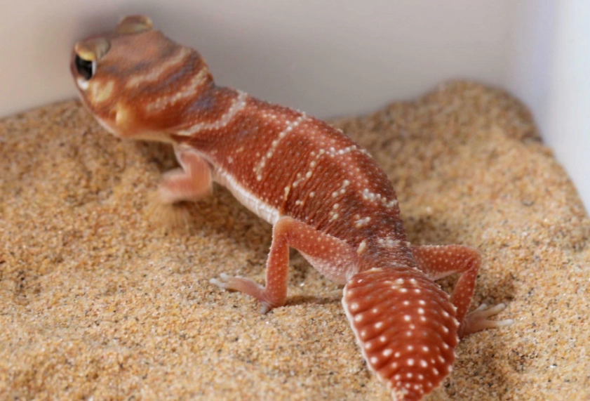 肥尾守宮成長緩慢