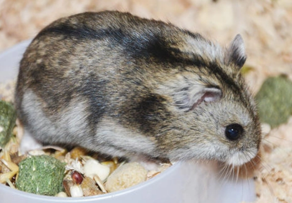 寵物鼠飼養 寵物鼠飼養