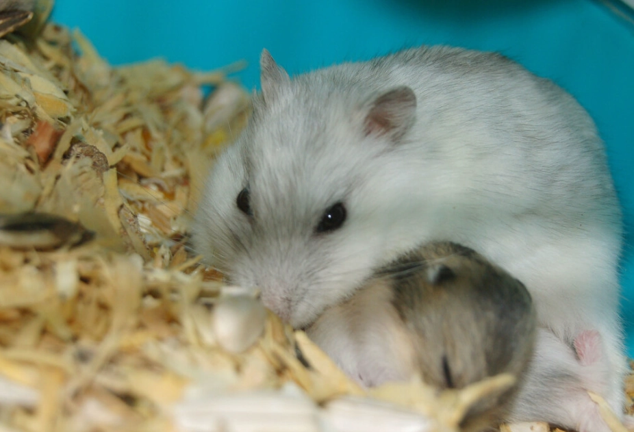 倉鼠花生 倉鼠花生