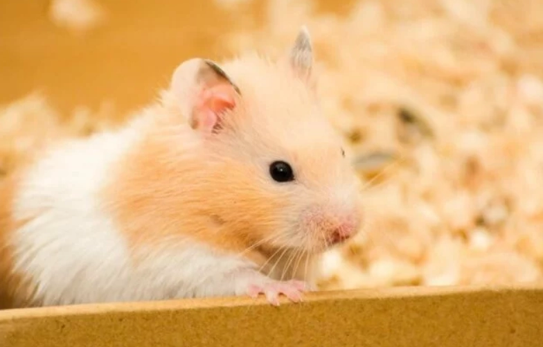 倉鼠行為 倉鼠行為