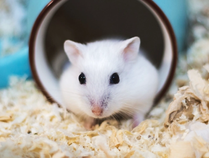 倉鼠體型比較 倉鼠體型比較