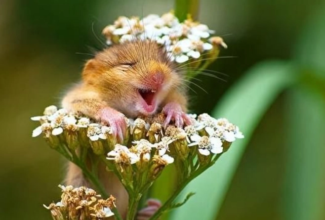 老鼠 睡眠 時間