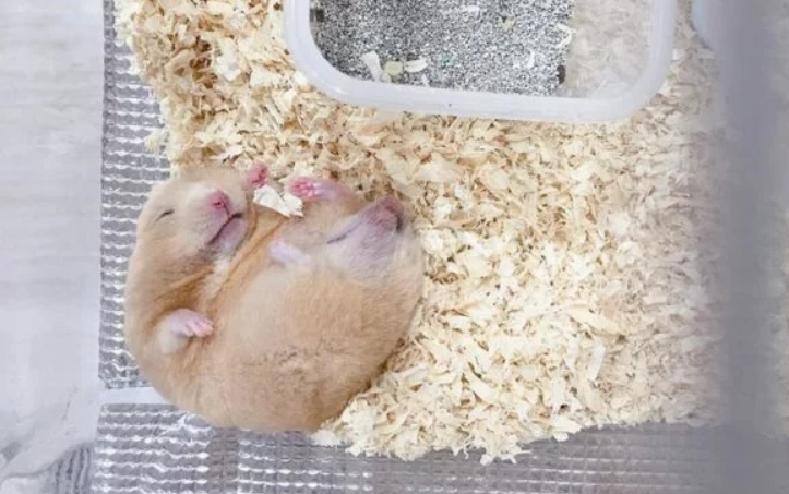 倉鼠健康照護