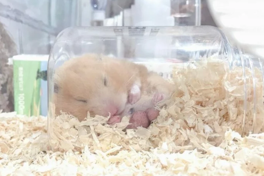 倉鼠 一天 睡 多久