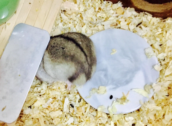 倉鼠睡眠時間